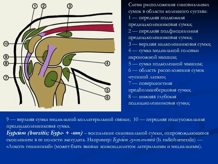 Схема расположения синовиальных сумок в области коленного сустава: 1 —