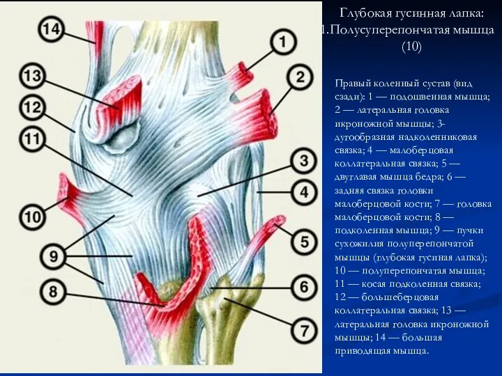 Глубокая гусинная лапка: Полусуперепончатая мышца (10) Правый коленный сустав (вид сзади): 1 —