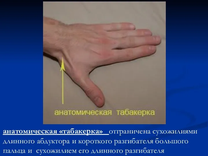 анатомическая «табакерка» отграничена сухожилиями длинного абдуктора и короткого разгибателя большого пальца и сухожилием его длинного разгибателя