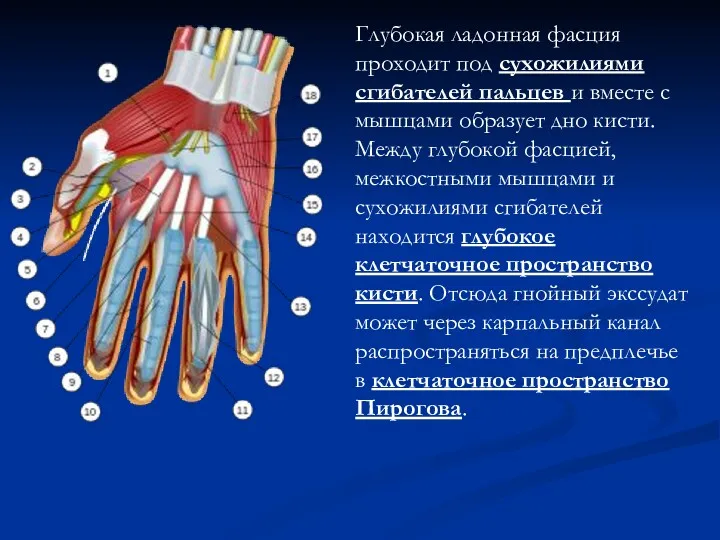 Глубокая ладонная фасция проходит под сухожилиями сгибателей пальцев и вместе с мышцами образует