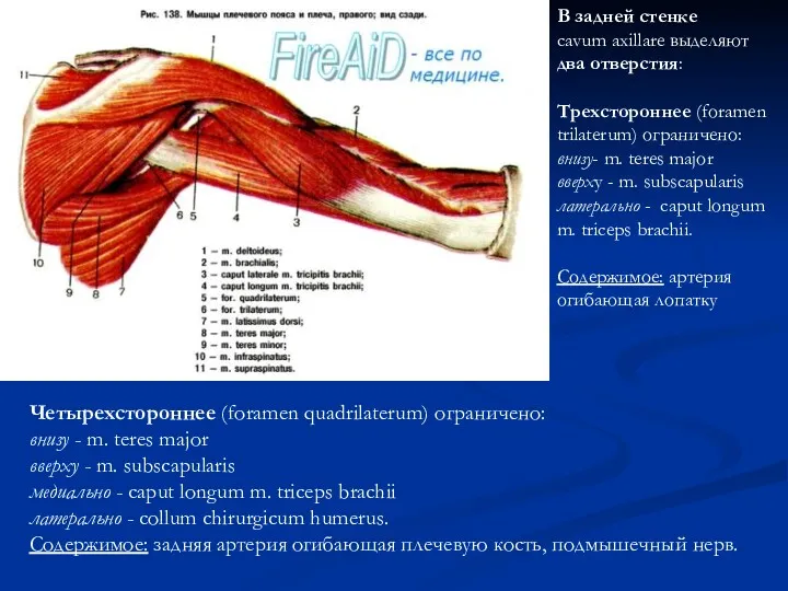 Четырехстороннее (foramen quadrilaterum) ограничено: внизу - m. teres major вверху