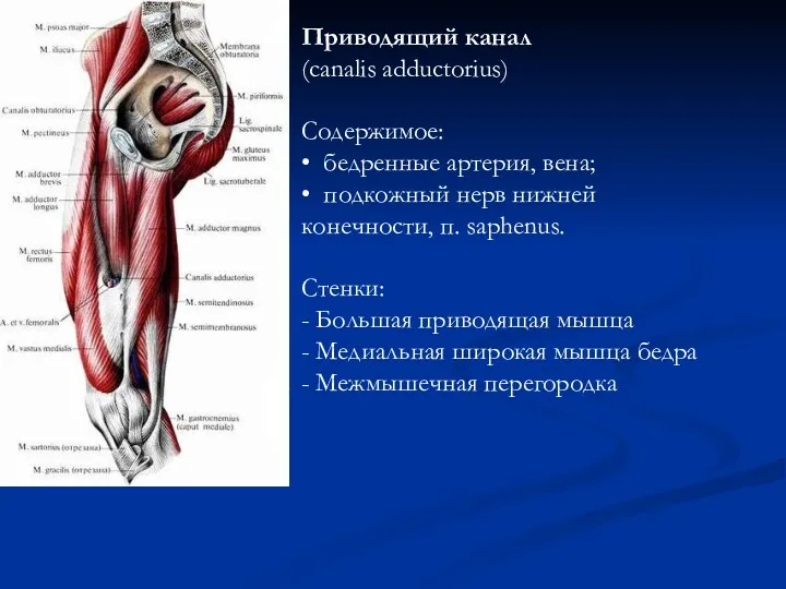 Приводящий канал (canalis adductorius) Содержимое: • бедренные артерия, вена; • подкожный нерв нижней