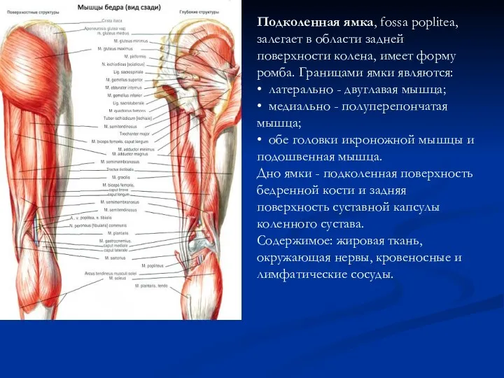 Подколенная ямка, fossa рорlitеа, залегает в области задней поверхности колена, имеет форму ромба.