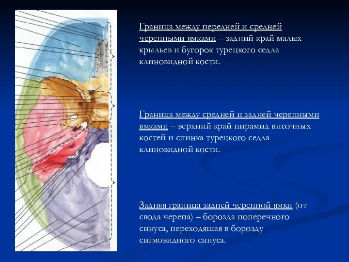 Граница между передней и средней черепными ямками – задний край малых крыльев и