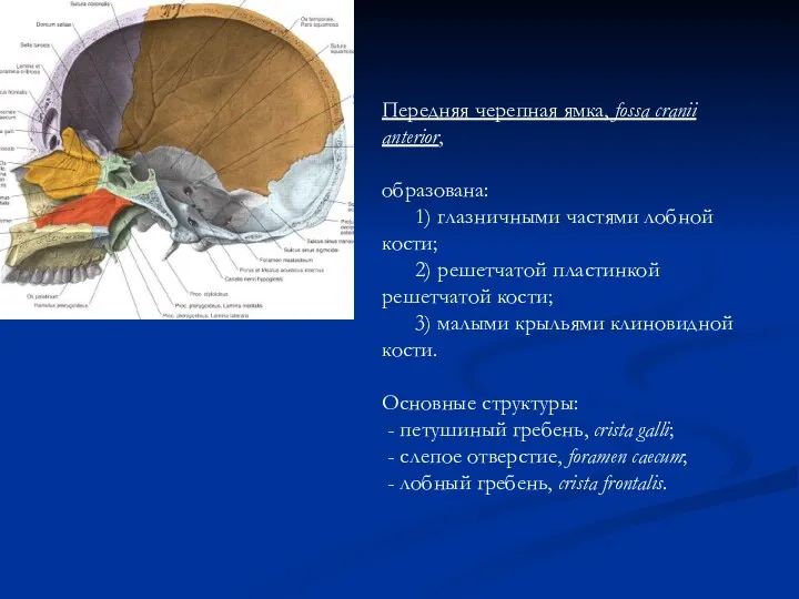 Передняя черепная ямка, fossa cranii anterior, образована: 1) глазничными частями лобной кости; 2)