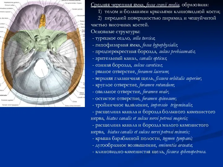 Средняя черепная ямка, fossa cranii media, образована: 1) телом и