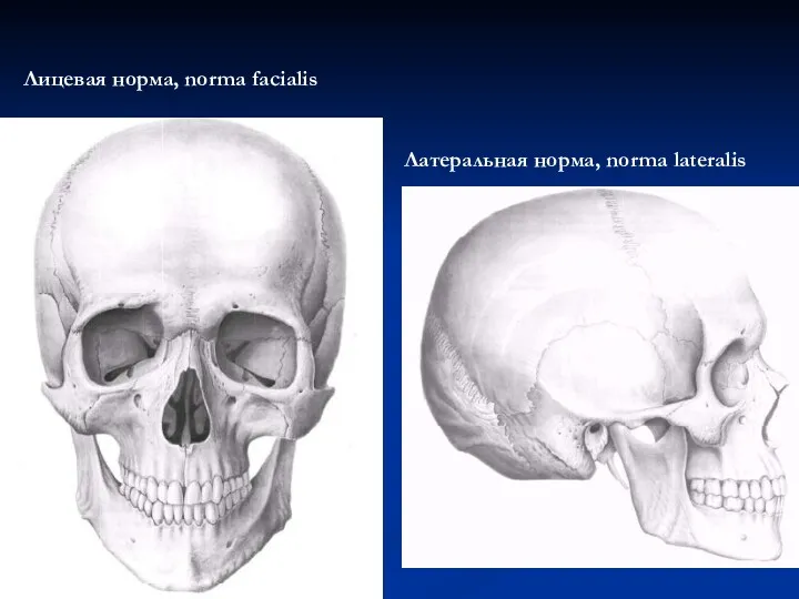 Лицевая норма, norma facialis Латеральная норма, norma lateralis