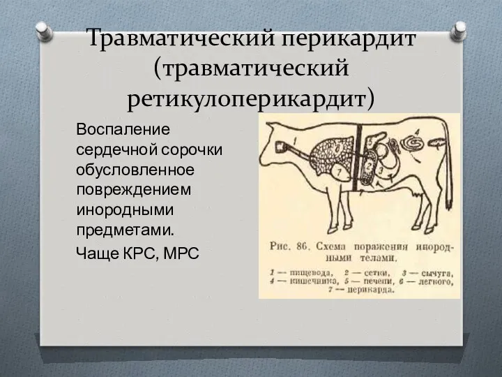 Травматический перикардит (травматический ретикулоперикардит) Воспаление сердечной сорочки обусловленное повреждением инородными предметами. Чаще КРС, МРС