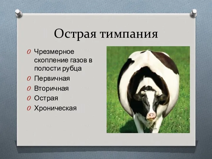 Острая тимпания Чрезмерное скопление газов в полости рубца Первичная Вторичная Острая Хроническая