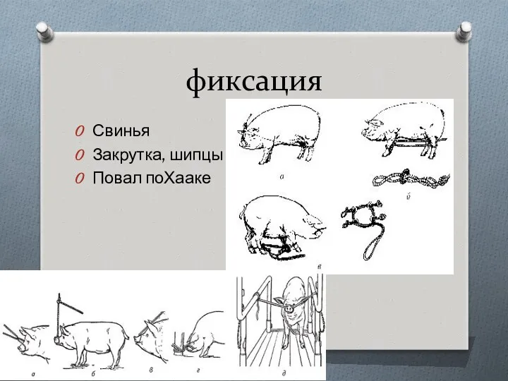 фиксация Свинья Закрутка, шипцы Повал поХааке