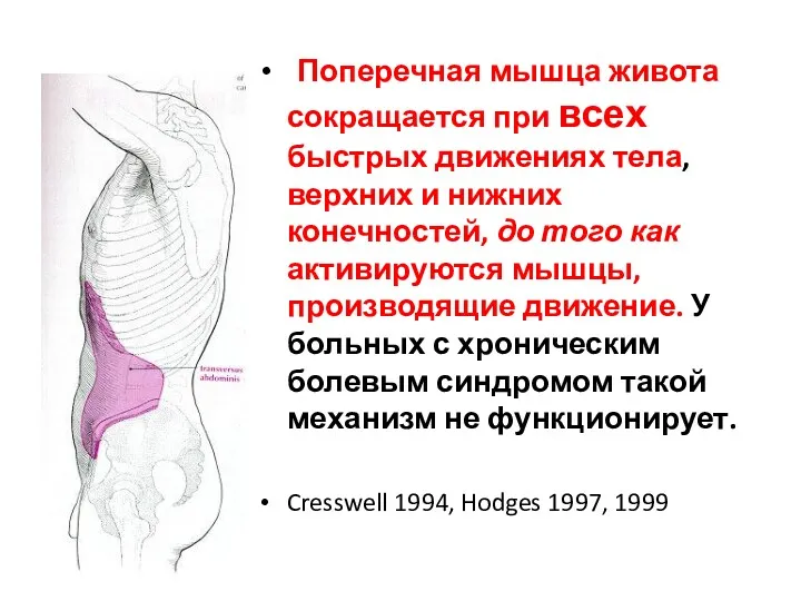 Поперечная мышца живота сокращается при всех быстрых движениях тела, верхних