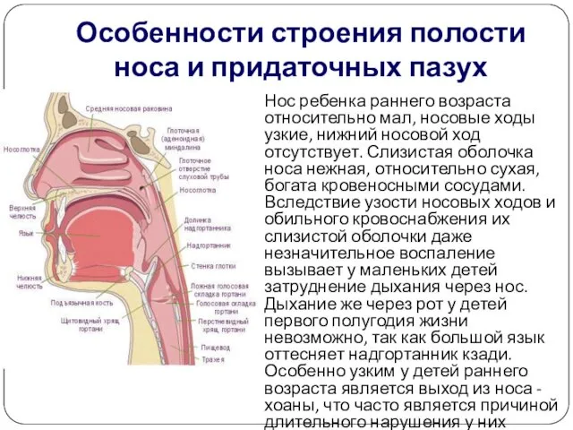 Особенности строения полости носа и придаточных пазух Нос ребенка раннего