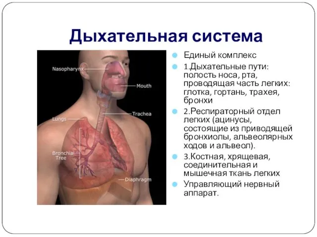 Дыхательная система Единый комплекс 1.Дыхательные пути: полость носа, рта, проводящая
