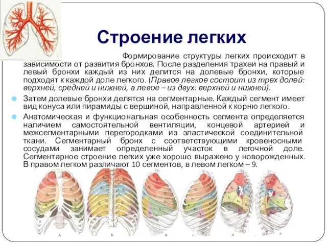 Строение легких Формирование структуры легких происходит в зависимости от развития