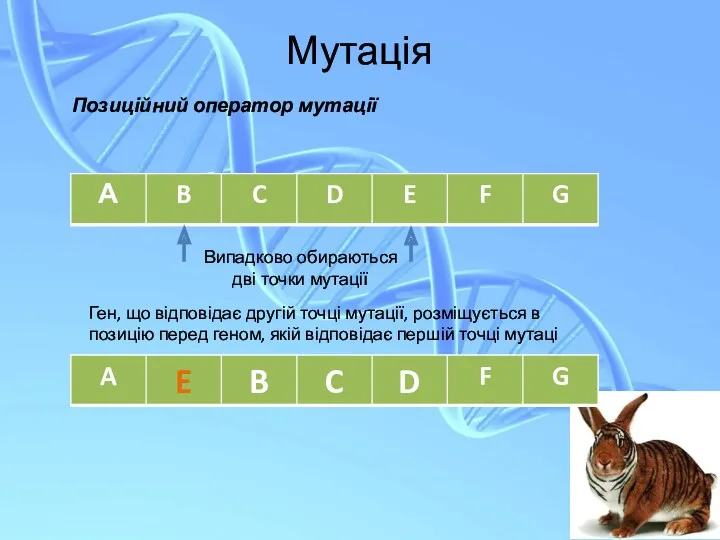 Мутація Позиційний оператор мутації Ген, що відповідає другій точці мутації,