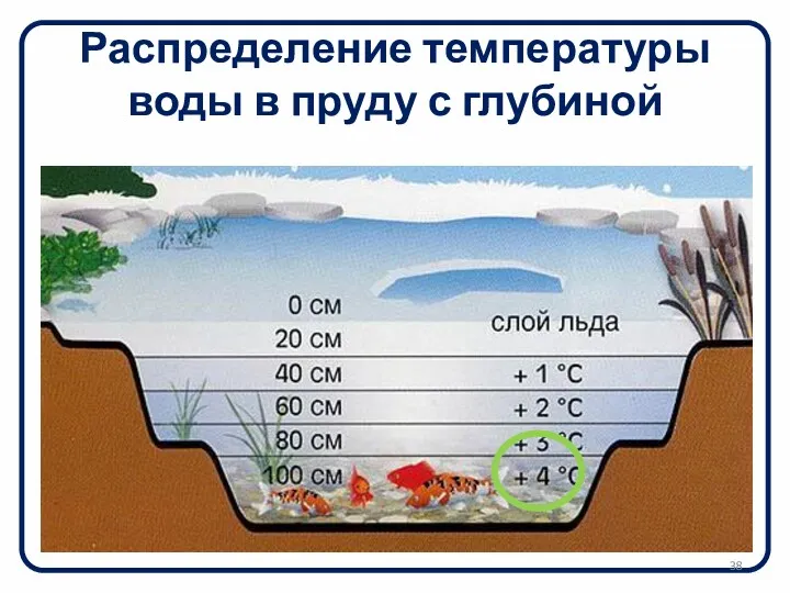 Распределение температуры воды в пруду с глубиной