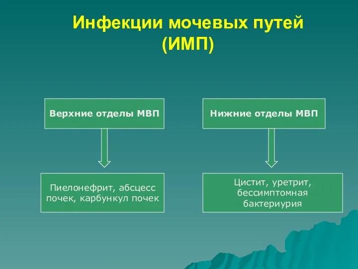 Инфекции мочевых путей (ИМП) Верхние отделы МВП Нижние отделы МВП