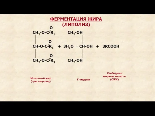 Глицерин Свободные жирные кислоты (СЖК) Молочный жир (триглицерид) О СН2-О-С-R1