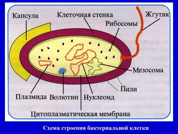 Схема строения бактериальной клетки