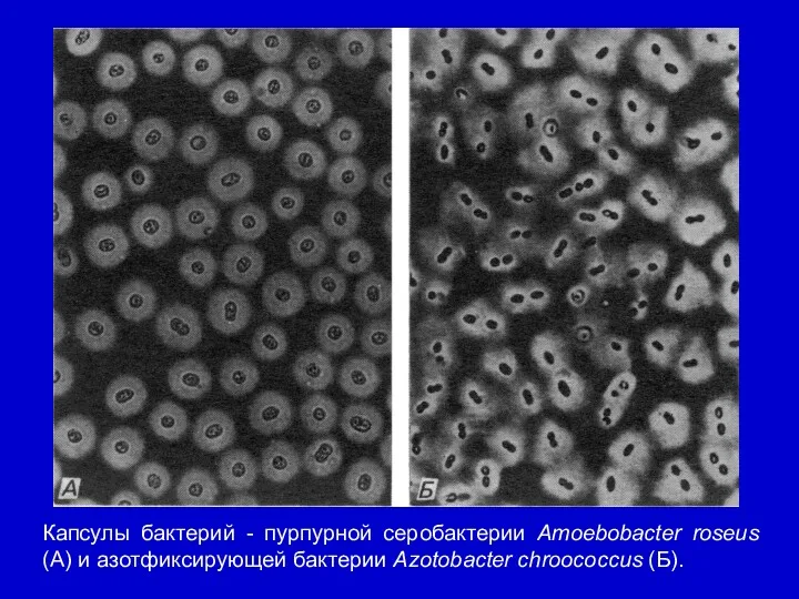 Капсулы бактерий - пурпурной серобактерии Amoebobacter roseus (A) и азотфиксирующей бактерии Azotobacter chroococcus (Б).