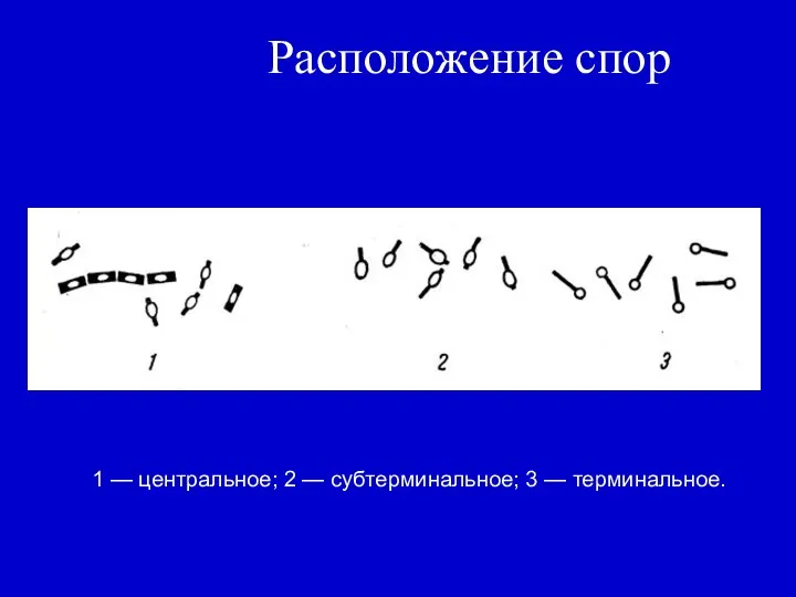 Расположение спор 1 — центральное; 2 — субтерминальное; 3 — терминальное.