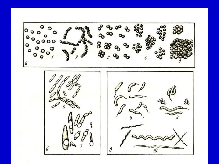 Морфология бактерий