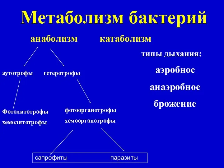 Метаболизм бактерий анаболизм катаболизм аутотрофы гетеротрофы Фотолитотрофы хемолитотрофы фотоорганотрофы хемоорганотрофы