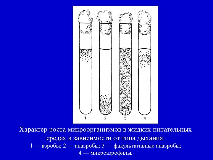 Характер роста микроорганизмов в жидких питательных средах в зависимости от