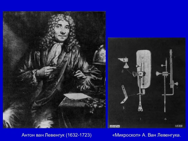 Антон ван Левенгук (1632-1723) «Микроскоп» А. Ван Левенгука.