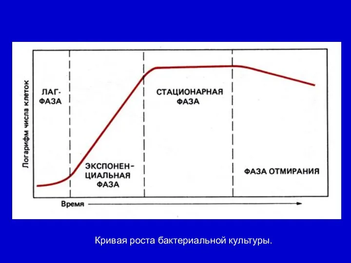 Кривая роста бактериальной культуры.