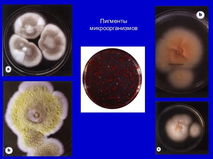 Пигменты микроорганизмов
