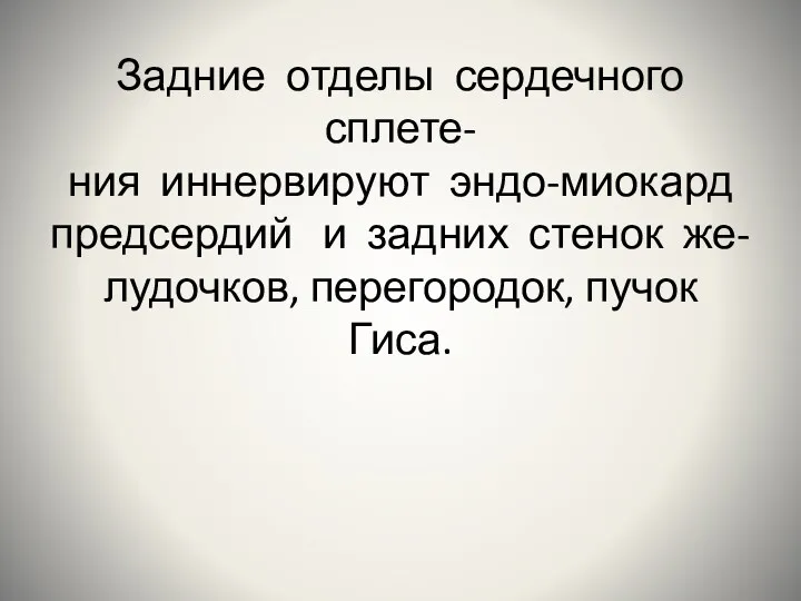 Задние отделы сердечного сплете- ния иннервируют эндо-миокард предсердий и задних стенок же- лудочков, перегородок, пучок Гиса.