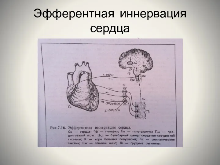 Эфферентная иннервация сердца