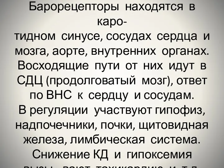 Барорецепторы находятся в каро- тидном синусе, сосудах сердца и мозга,