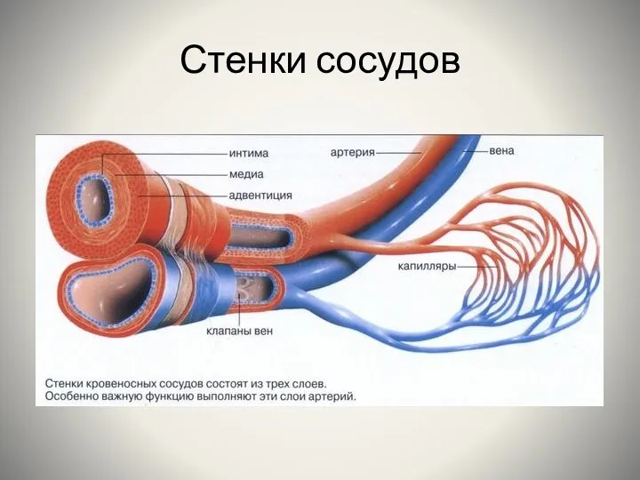 Стенки сосудов