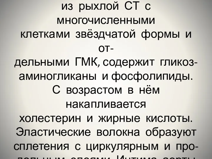 Подэндотелиальный слой состоит из рыхлой СТ с многочисленными клетками звёздчатой