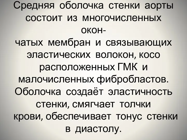 Средняя оболочка стенки аорты состоит из многочисленных окон- чатых мембран