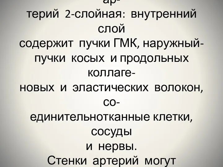 Наружная оболочка стенки этих ар- терий 2-слойная: внутренний слой содержит