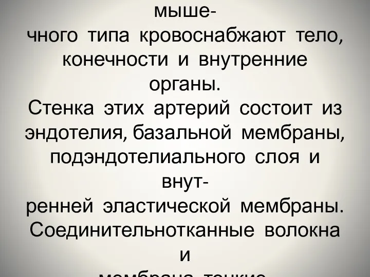 Средние и мелкие артерии мыше- чного типа кровоснабжают тело, конечности