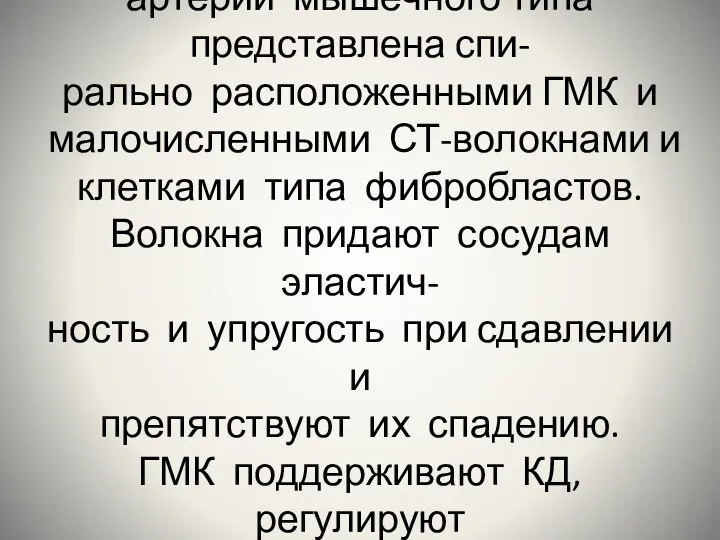 Средняя оболочка стенки артерии мышечного типа представлена спи- рально расположенными