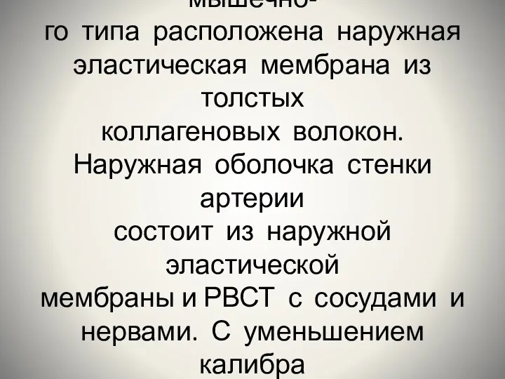 Между средней и наружной обо- лочками стенки артерии мышечно- го