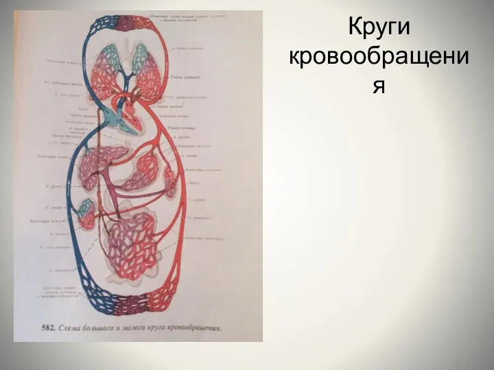 Круги кровообращения