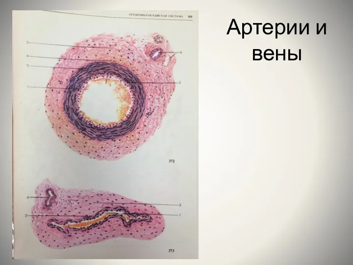 Артерии и вены