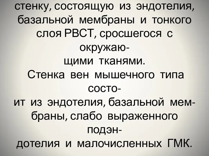 Вены безмышечного типа имеют стенку, состоящую из эндотелия, базальной мембраны