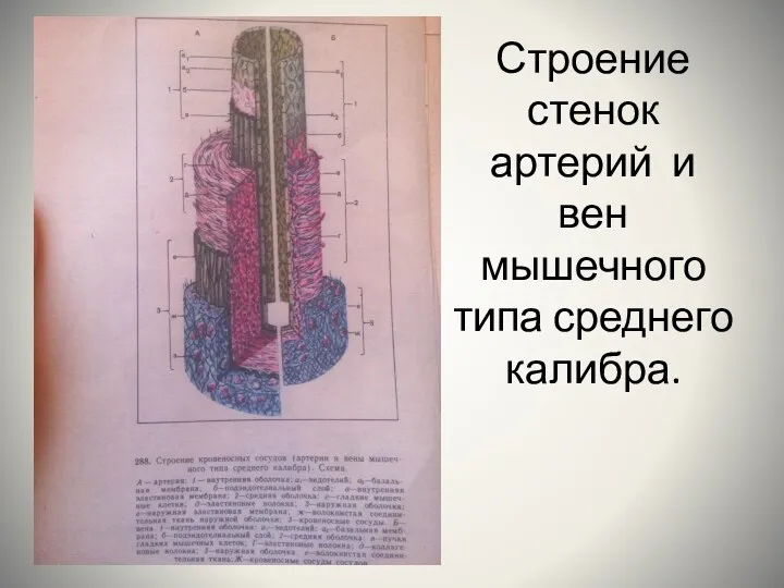 Строение стенок артерий и вен мышечного типа среднего калибра.