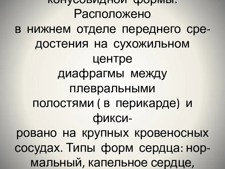 Сердце-полый мышечный орган конусовидной формы. Расположено в нижнем отделе переднего