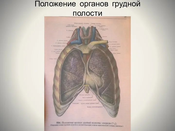 Положение органов грудной полости