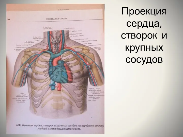 Проекция сердца, створок и крупных сосудов