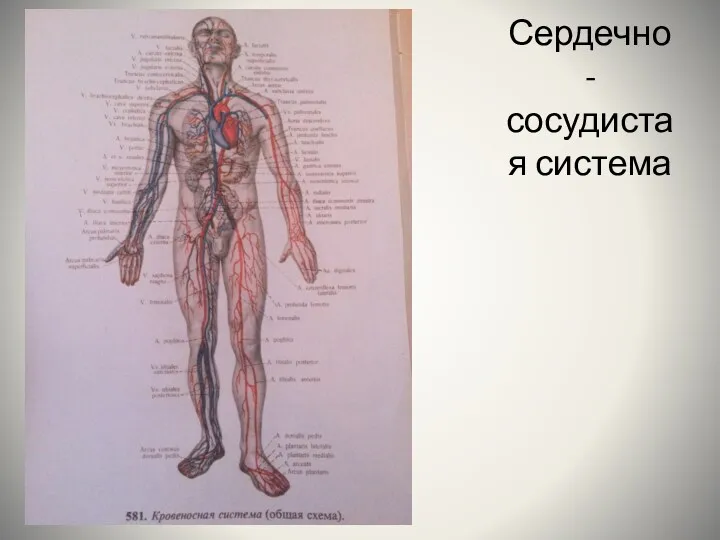 Сердечно-сосудистая система