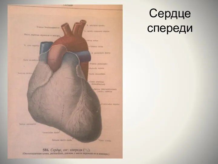 Сердце спереди